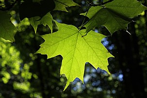 Feuille d'érable à sucre (Acer saccharum). C'est cette feuille qui figure en symbole sur le drapeau du Canada et sur les armoiries du Québec. (définition réelle 4 752 × 3 168)