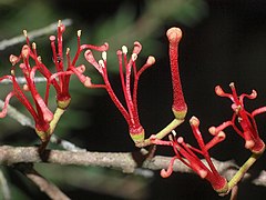 Amyema gaudichaudii