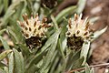 Antennaria dimorpha