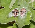 Pupa