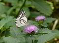 Male in Kuala Lumpur, Malaysia