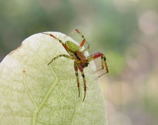 A. opisthographa