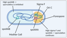 Diagram of bacterium with labeled forespore, mother cell and asymmetrically partitioned chromosomal loci