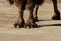Bactrian camel detail of feet