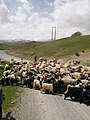 Nomades transhumant leur bétail dans le village d'Hossein Abad