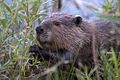 Beaver at Carburn Park, Calgary, Alberta