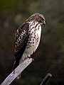 slika 7a. Buteo platypterus