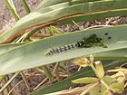 Brythis crini feeding on Pancratium maritimum within the leaf itself in Playa del Serradal, Castellón