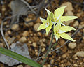 Caladenia flava