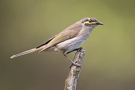 Yellow-faced honeyeater, by JJ Harrison