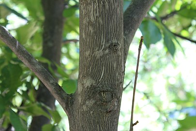Bark on a young branch