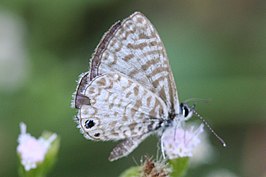 Leptotes cassius