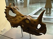 A Centrosaurus skull