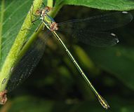 Chalcolestes viridis, Европа