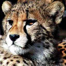 Gepard