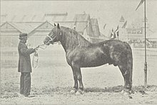 Photographie en noir et blanc d'un cheval mâle, vu de profil.