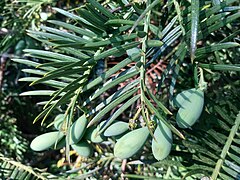 Chinese plum yew in fruit