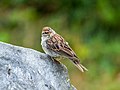 Image 14Chipping sparrow in Green-Wood Cemetery