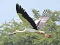 Schwarzschnabelstorch im Flug, Seitenansicht