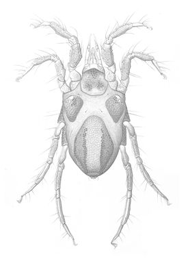 Copidognathus fabricii