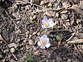 Crocus vernus subsp. albiflorus