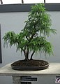 Japanska kriptomerija kao bonsai.