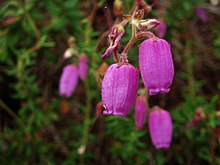 Hot pink flowers with 5 fused petals in a bell shape, covered in slight fuzz and emerging from a branching inflorescence.