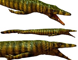 Dallasaurus turneri