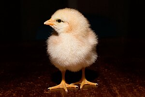 Day-old chick