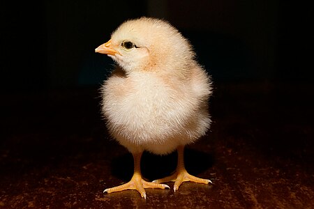 One day old chick at Foster Farms, by Fir0002