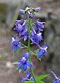 Delphinium bakeri