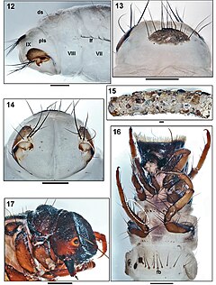 Description de l'image Drusinae (10.3897-zookeys.908.47032) Figures 12–17.jpg.