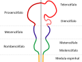 Diagrama representando as principais subdivisões do cérebro embrionário dos vertebrados. Estas regiões posteriormente se diferenciam em prosencéfalo, mesencéfalo e rombencéfalo.