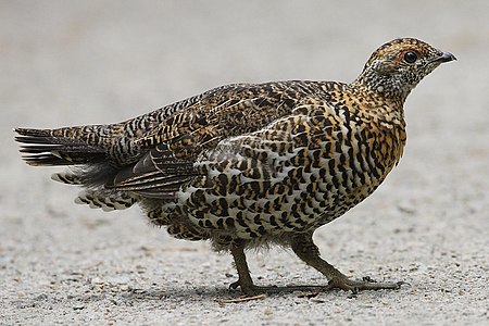 Spruce grouse, by Mdf