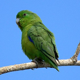 Forpus xanthopterygius no Vale do Ribeira, em São Paulo, no Brasil