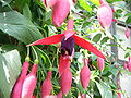 Fuchsia