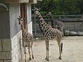 Girafes (Giraffa camelopardalis) (Zoo de la Palmyre)-2006