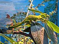 Northland Green Gecko