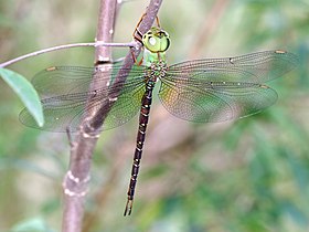 another view of the same dragonfly