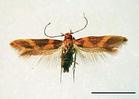 Hyposmocoma inversella