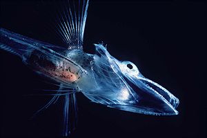 Antartic icefish larvae