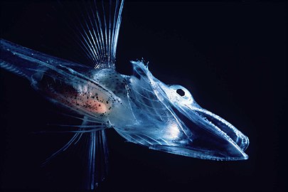 Larvae of an Antarctic icefish