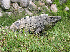 Ctenosaura