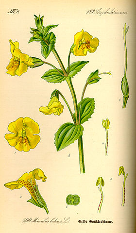 Mimulus guttatus