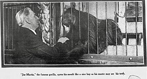 Man with white hair, wearing a suit, touches the forearm of a mature male orangutan; original caption reads: Joe Martin, the famous gorilla, opens his mouth like a nice boy so master may see his teeth