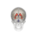 Vue tridimensionnelle animée des ventricules cérébraux latéraux (en rouge).