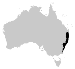 Distribución de Litoria dentata.