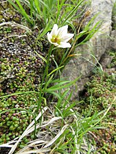 G. serotina, Lloydia serotina, planina Hayachine, prefektura Iwate, Japan