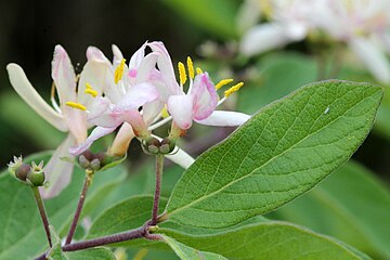 Paler pink flowers