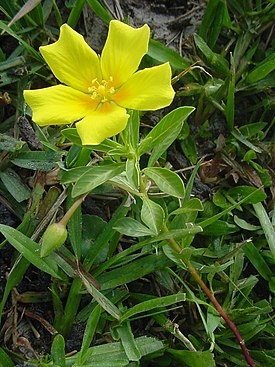 Ludwigia peploides